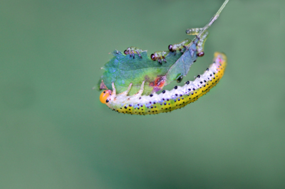 Sourozenci - když někomu hodně chutná...