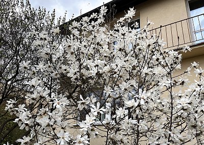 Bílá magnolie