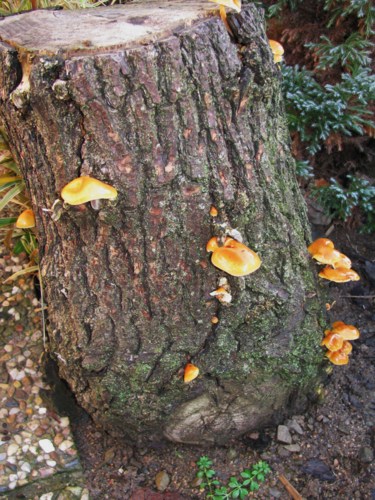 Penízovka sametonohá