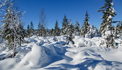 Jezerní slať v únoru