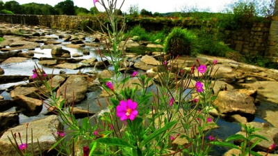 U českého rybníka