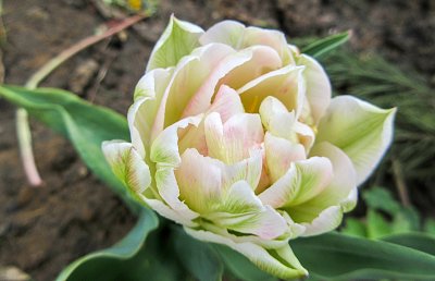 Jeden z tulipánů