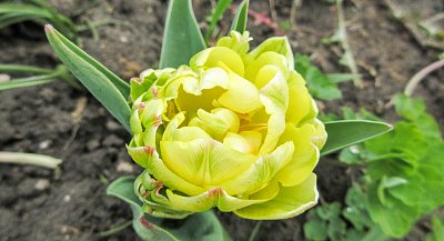 Další z Tulipánova