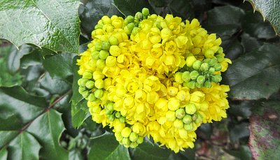 Žlutá je sluníčko