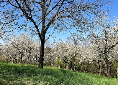 Rozkvetlá třešňovka