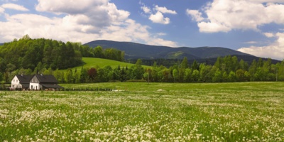 Pampeliškové jarní ráno 2 - převlečeno do bílé