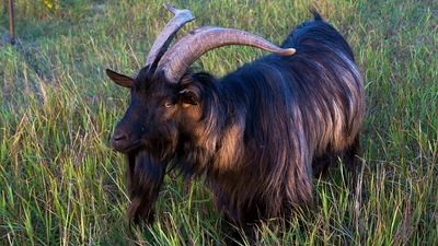 Hele, já jsem z Popovic!