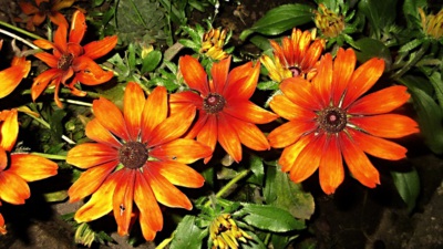 Záříme na zahrádce