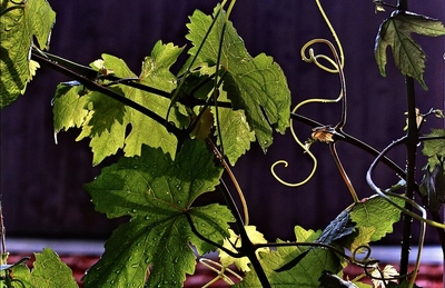 Když po dešti svítí sluníčko