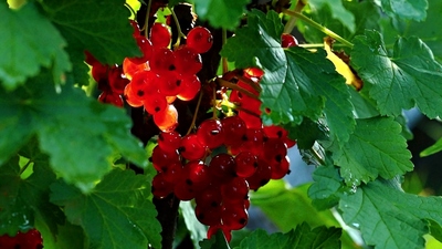 Marmeláda, víno, nebo jen tak?