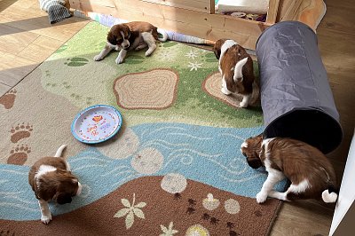 Měsíční štěňátka