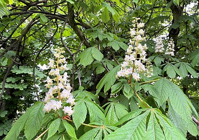 Už kvete kaštan koňský