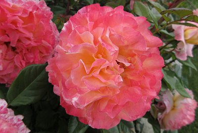 Nádherná Augusta Luise