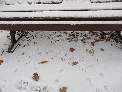 Ranní rozcvička