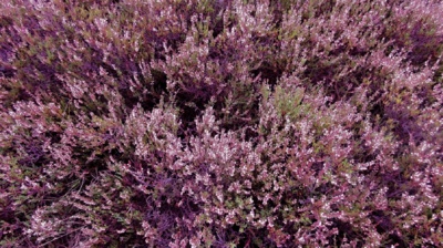 Címovec - vřesoviště