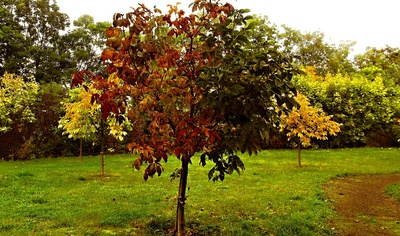 Barvím se přírodně