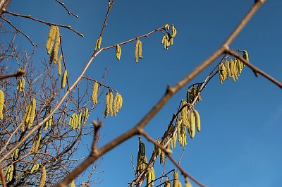 Líska v našem parku
