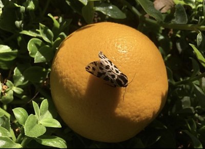 Patřím mezi motýlky?