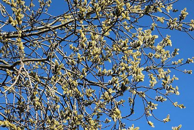 Poslední kočičáci