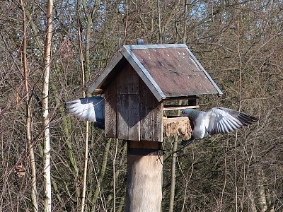 Okřídlené krmítko - někam odletí?