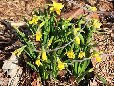 Žlutá je barva jara