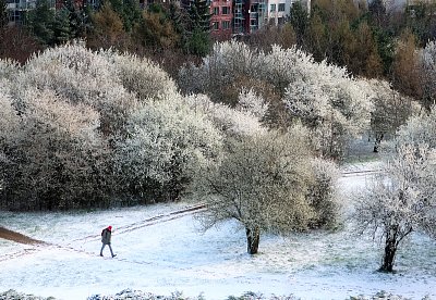 Rozkvetlé stromy ve sněhu dnes ráno