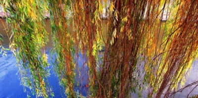 Vrbové větve nad řekou