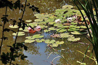 Letos je leknínů u nás málo