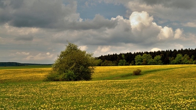 Žlutá! A není to řepka!