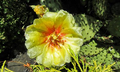 I opuncie pláčou - nesoutěžní