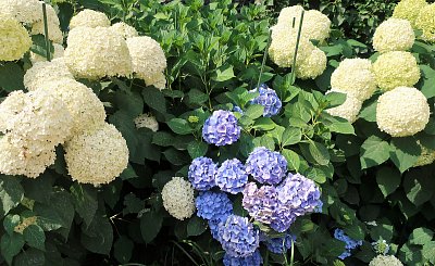 Hortenzie ve Valdštejnské zahradě