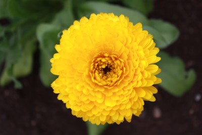 Ostálka sluníčková ....