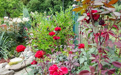 Byla jednou jedna zahrada