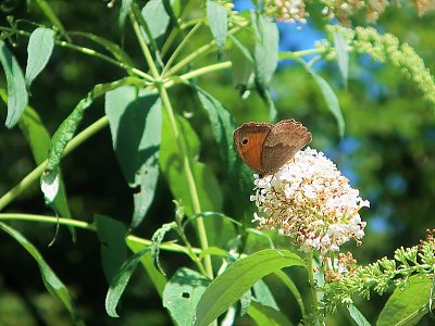 Motýlek z Petřína