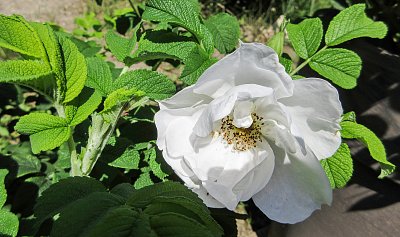 Jabloňový květ podruhé