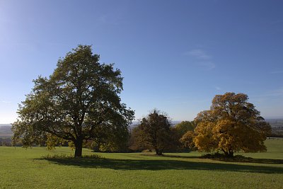 Tři stromy