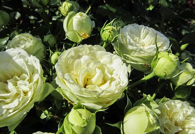 Nejkrásnější z bílých*