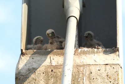 Co koukáte, je nás tu čtyři...