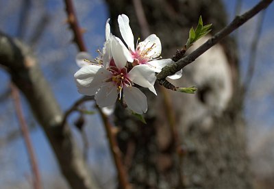 Mandloně už kvetou