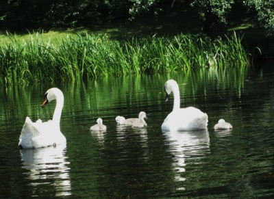 Pohodová rodinka u zámku Kozel