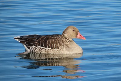 Husa velká z jezera Most