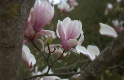 Květ magnolie