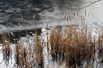 Ochmýřené doutníky v ledu*