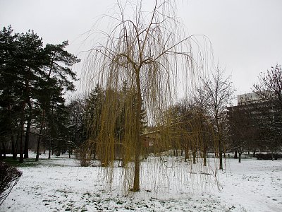 Co nevidět se zazelená...