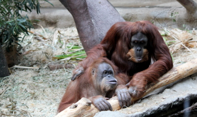 Drahý,...a dnes mě bolí zuby...