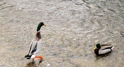 Lednový výšlap v Rokytce