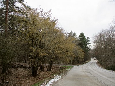 Trocha sněhu nevadí