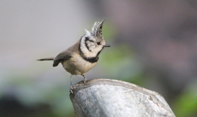 Naše sýkory - sýkora parukářka