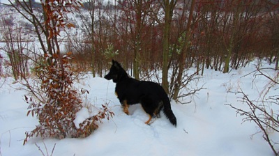 Haf - sníh , to je moje