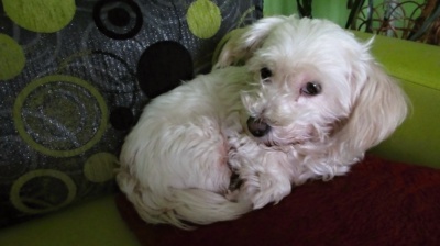 Moje malé štěstíčko  -Milinka 11let